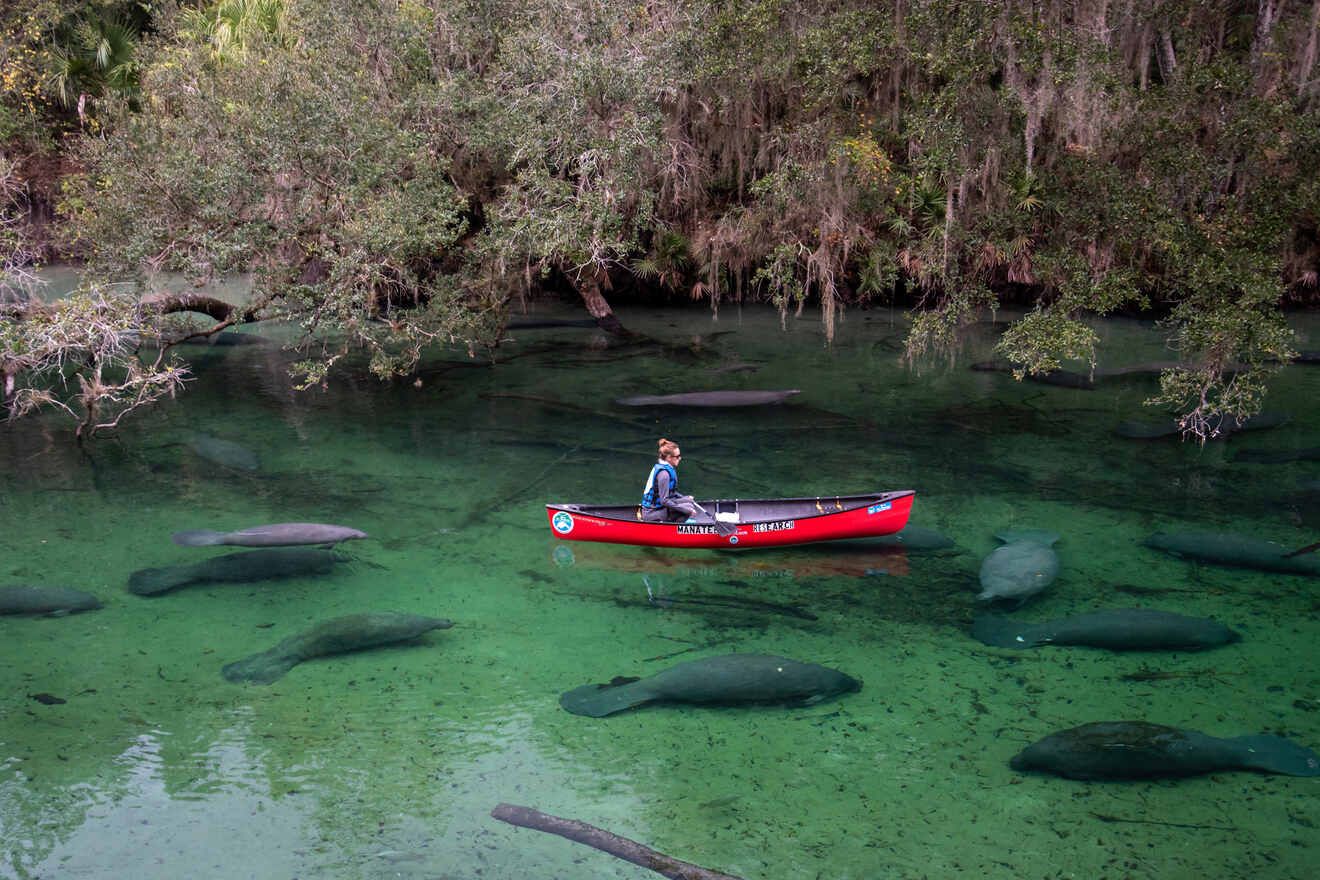 person kayaking with the manatees