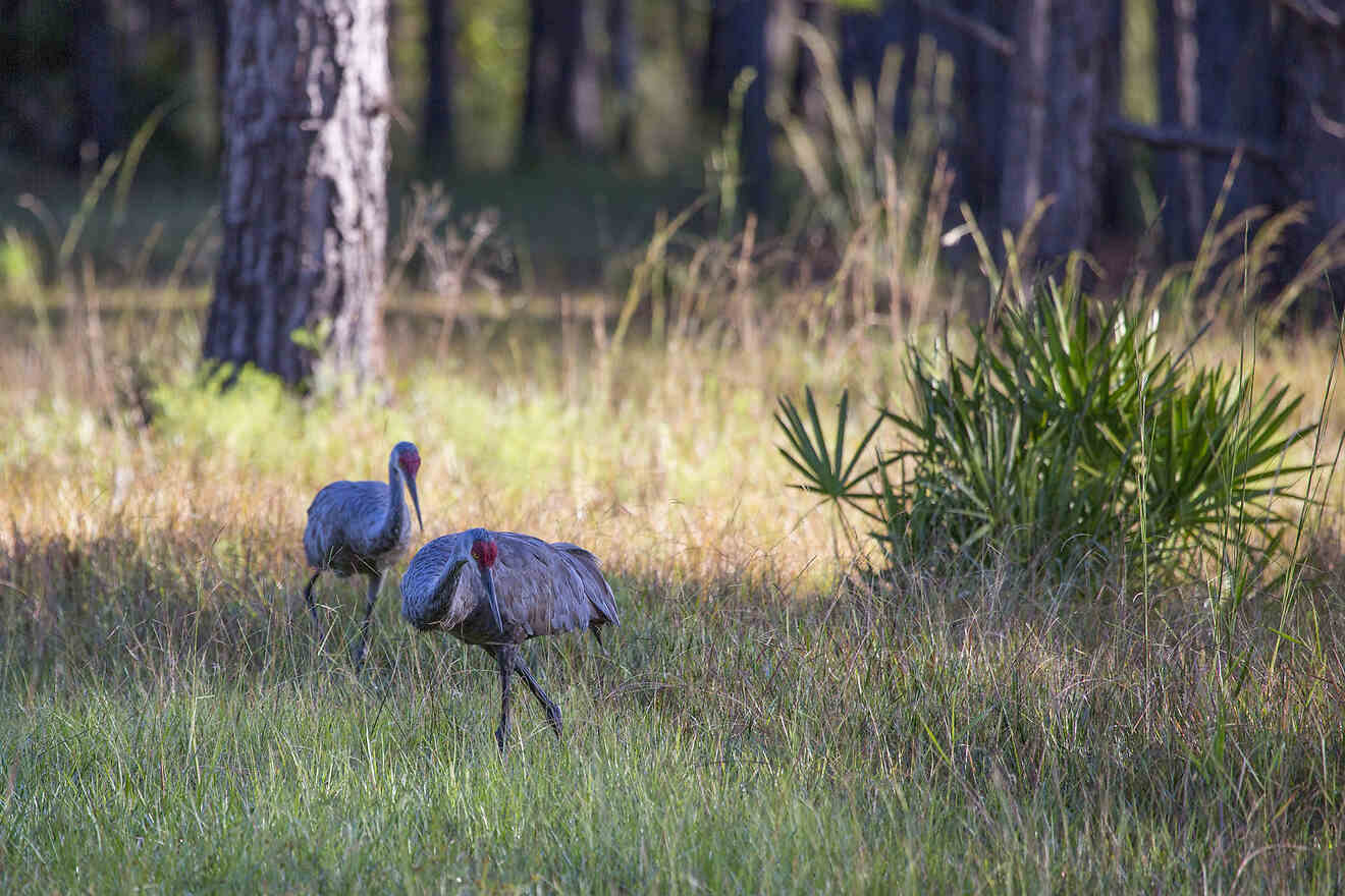 4 Split Oak Swamp Trail