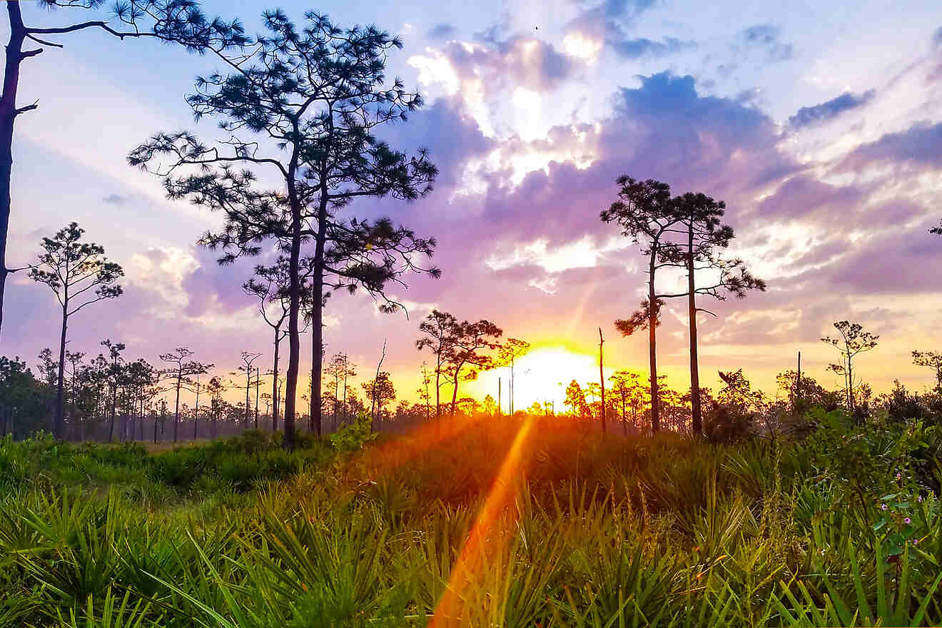 7 Disney Wilderness Preserve