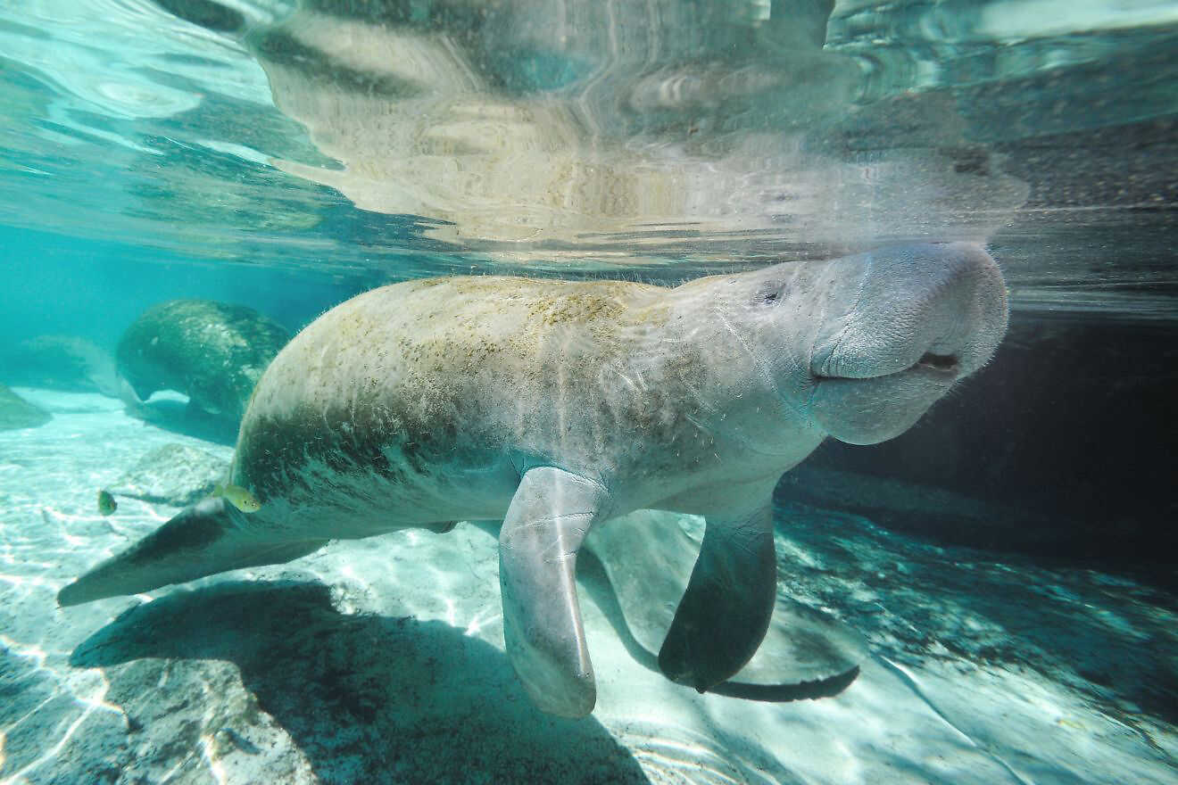 manatee swimming