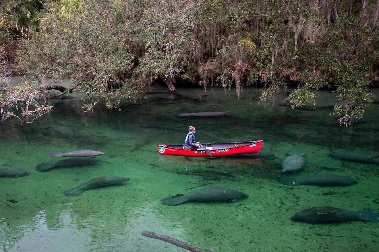 Up close with Florida manatees at Blue Spring State Park, a nature-made,  Orlando-area retreat 