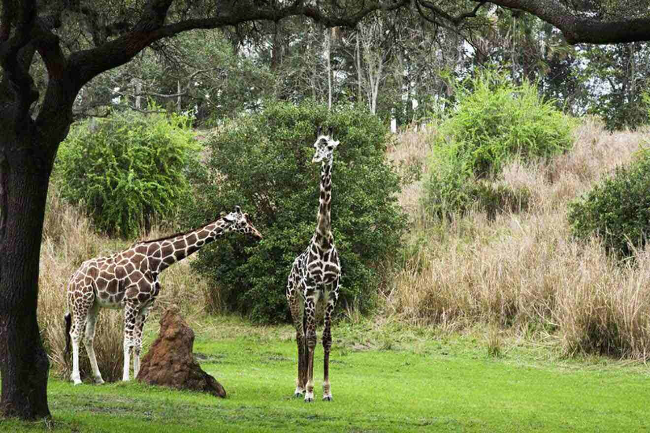giraffes at animal kingdom Kilimanjaro Safaris