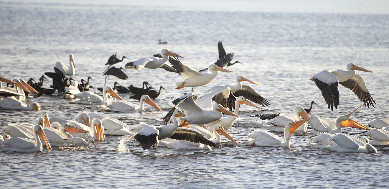 11 Pelican Island National Wildlife Refuge