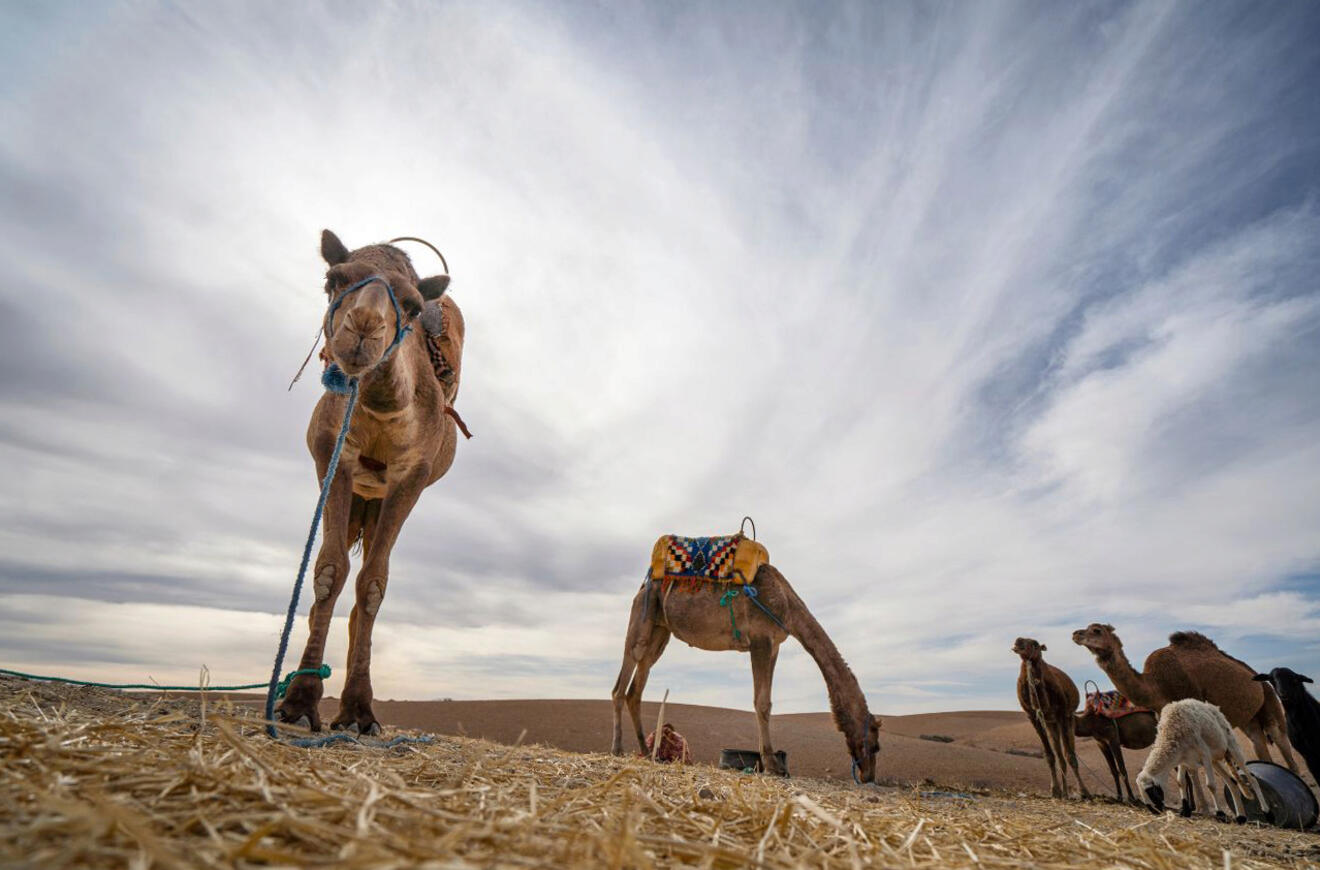 11 Things to Do in Marrakech