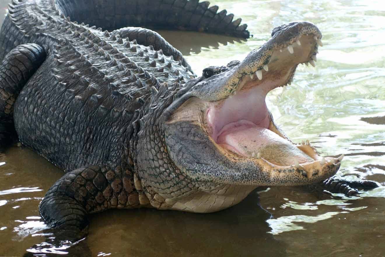 crocodile in Islamorada