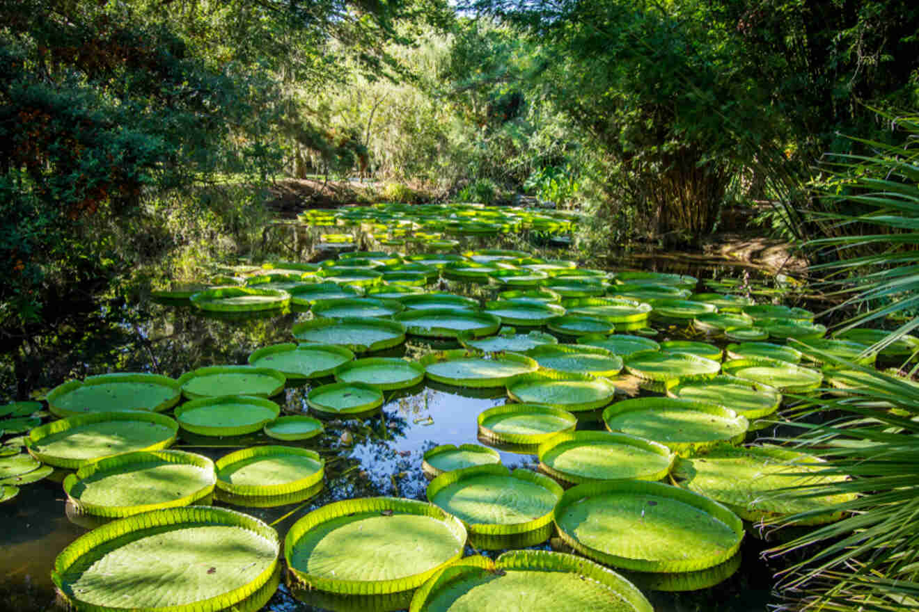 Flower of the Victoria Amazonica