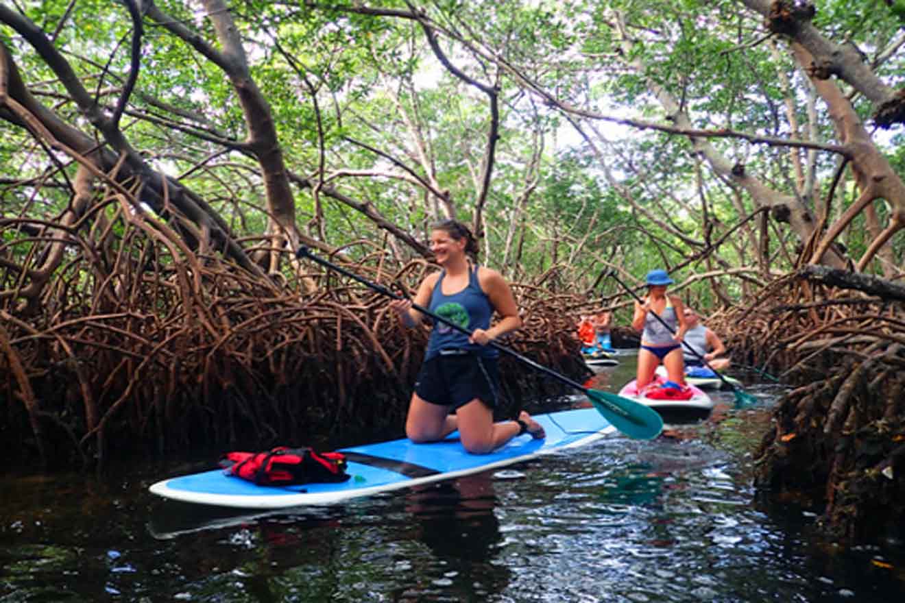 tourists paddleboarding in a mangrove forest