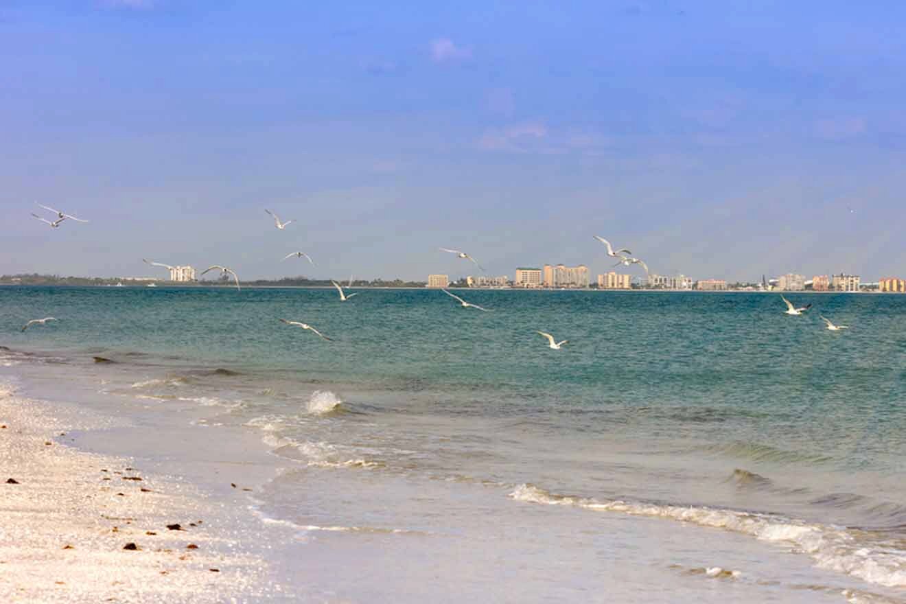 beach view and flying seaguls 