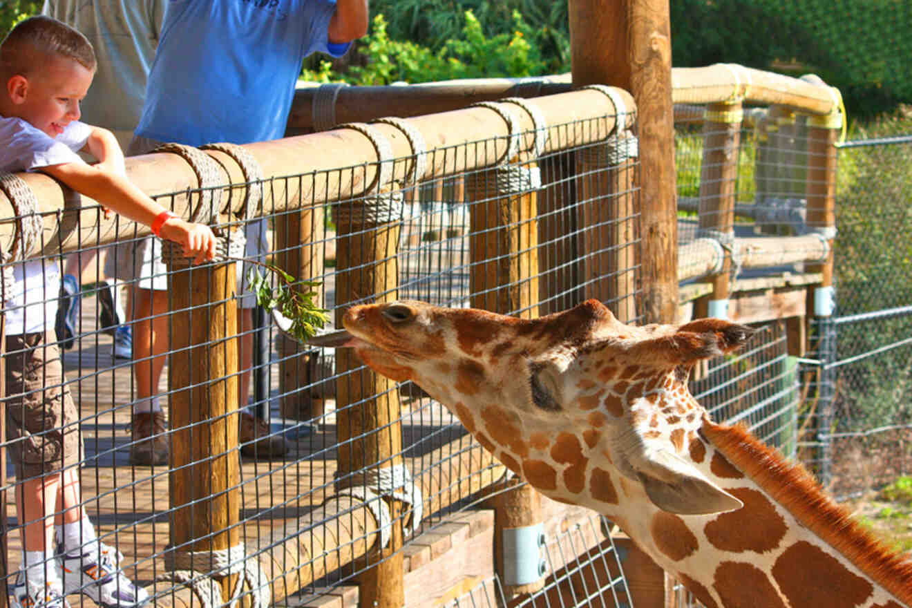 A kid feeding a giraffe