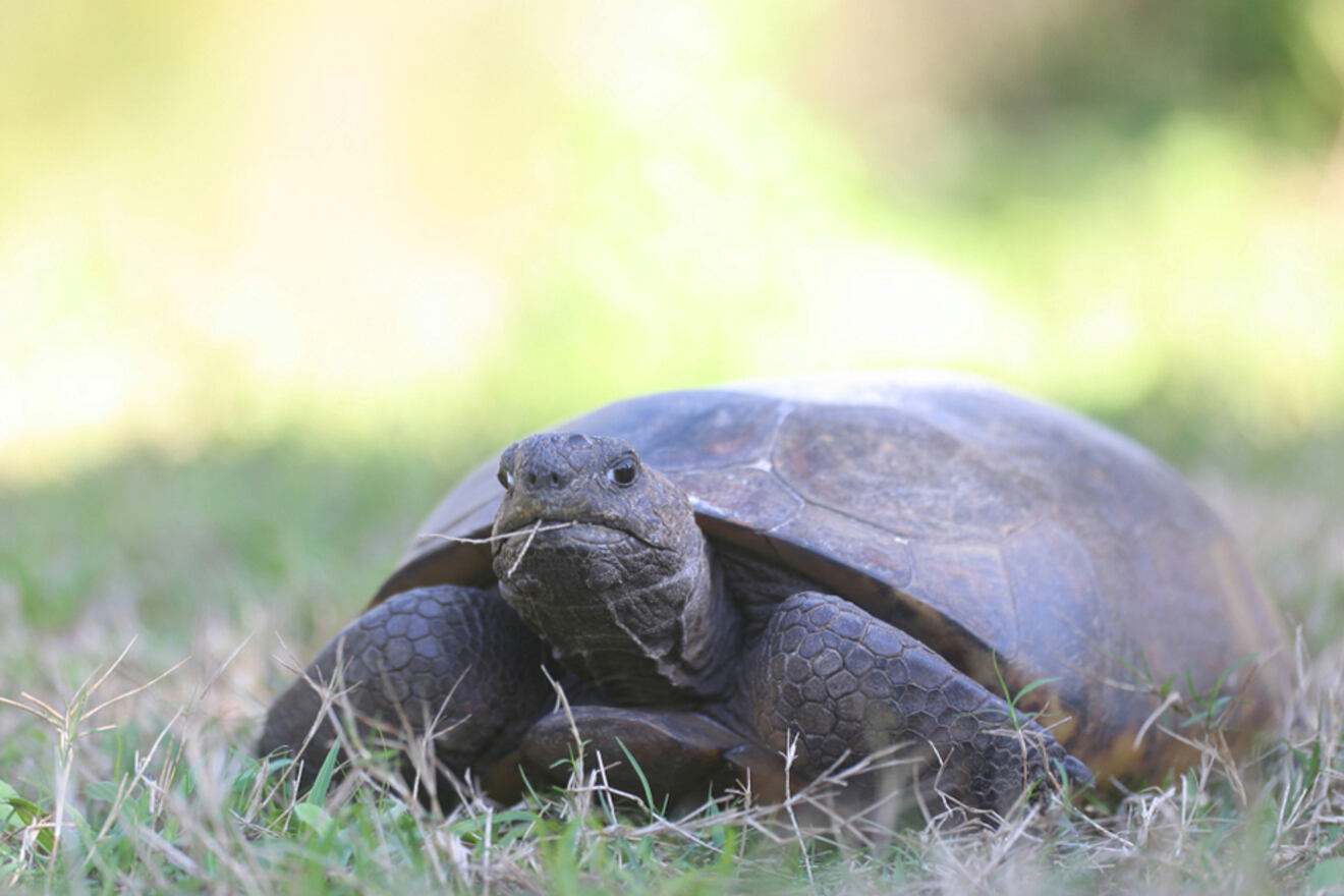 2 Turkey Creek Sanctuary