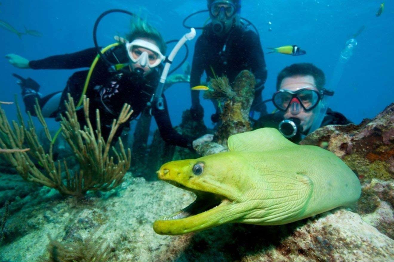 One of the best things to do in Key Largo is diving; three scuba divers discover a green moray eel on a vibrant coral reef, showcasing local's tips for an unforgettable underwater adventure.