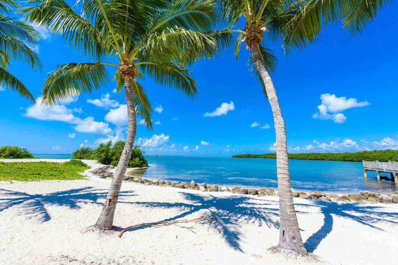white sand beach with palm trees