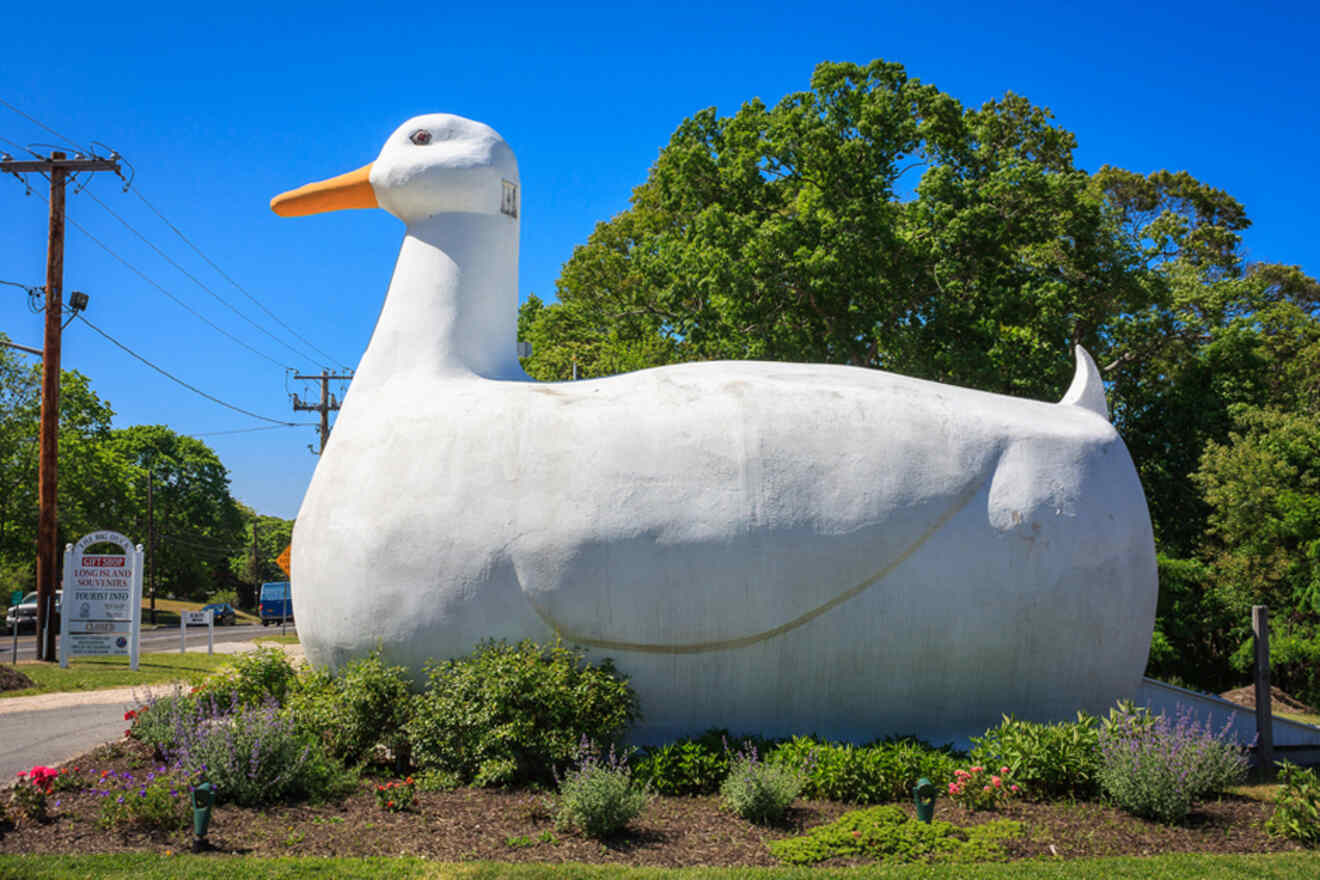 image of a big duck 