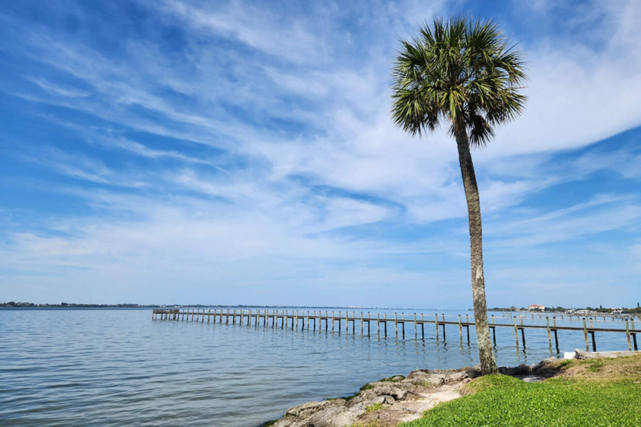 Melbourne Beach, Florida - palm tree