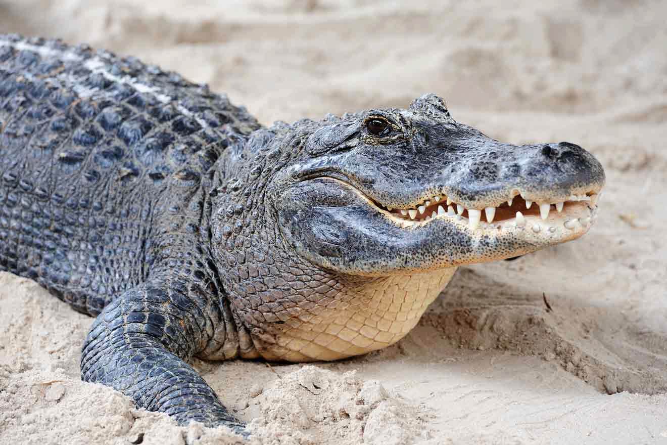 alligator on the beach