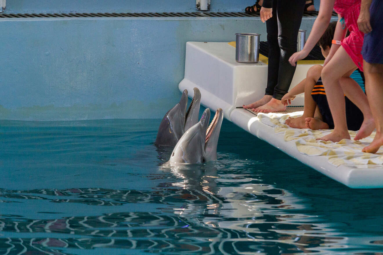 3 Clearwater Marine Aquarium best things to do with kids