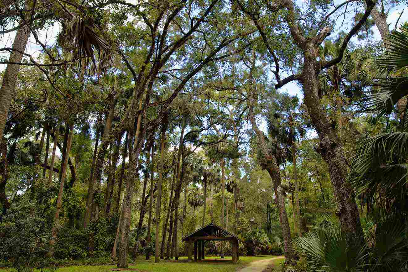 forest in Ocala and a wooden cabin