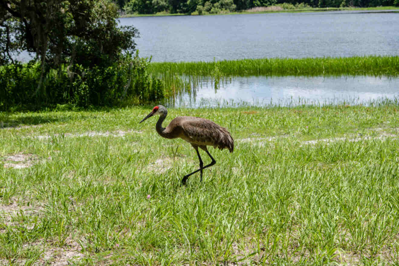 Florida Sandhill Crane near the water