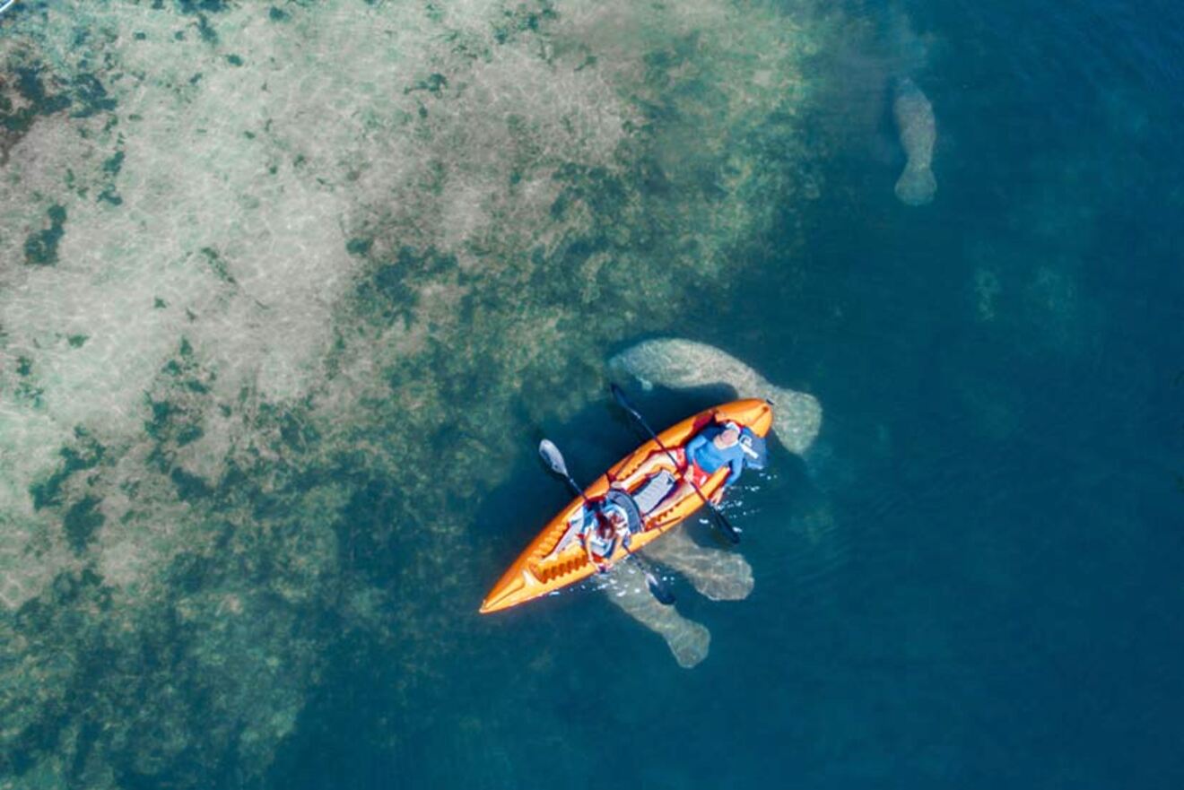 aerial view over a kayak, see also the manatees underneath the kayak