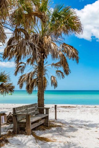 palm tree and bench on the beach