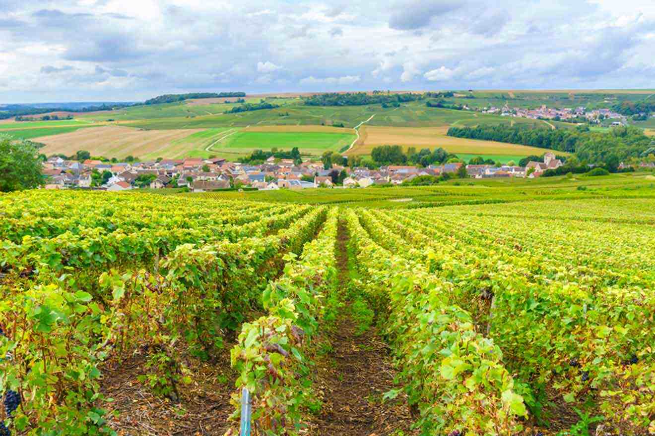 Champagne vineyard view
