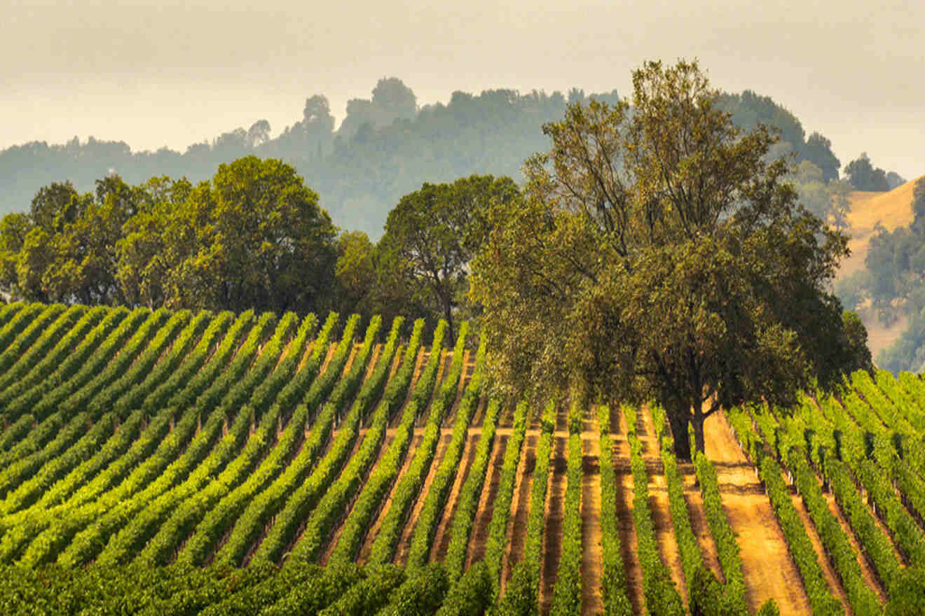 private wine tours in sonoma