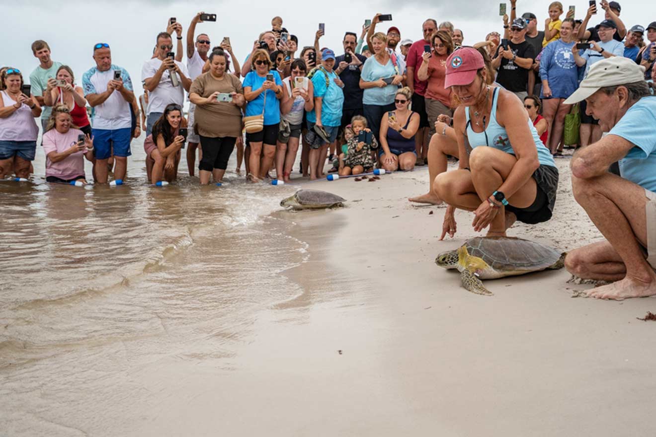 People looking at turtles being released in the ocean