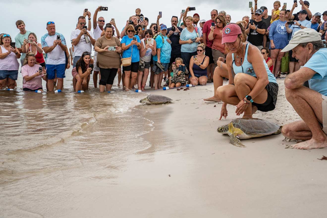 turtles on their way to meet the sea while people are cheering and taking photos