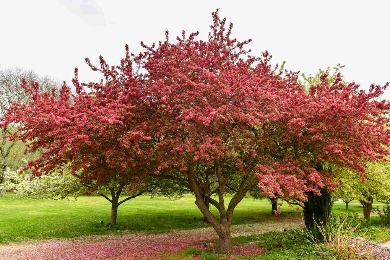 tree with red flowers