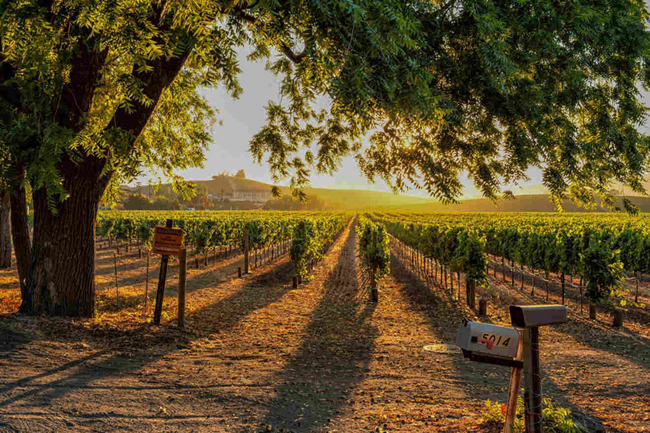 the sun is shining through the trees in the vineyard