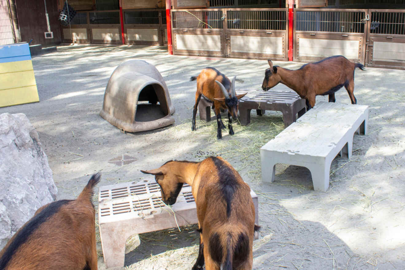 various goats eating at the petting zoo Animal Kingdom