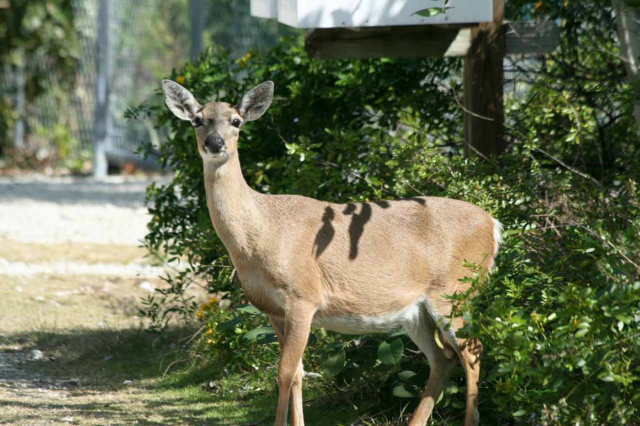 Deer adult standing under a mailbox