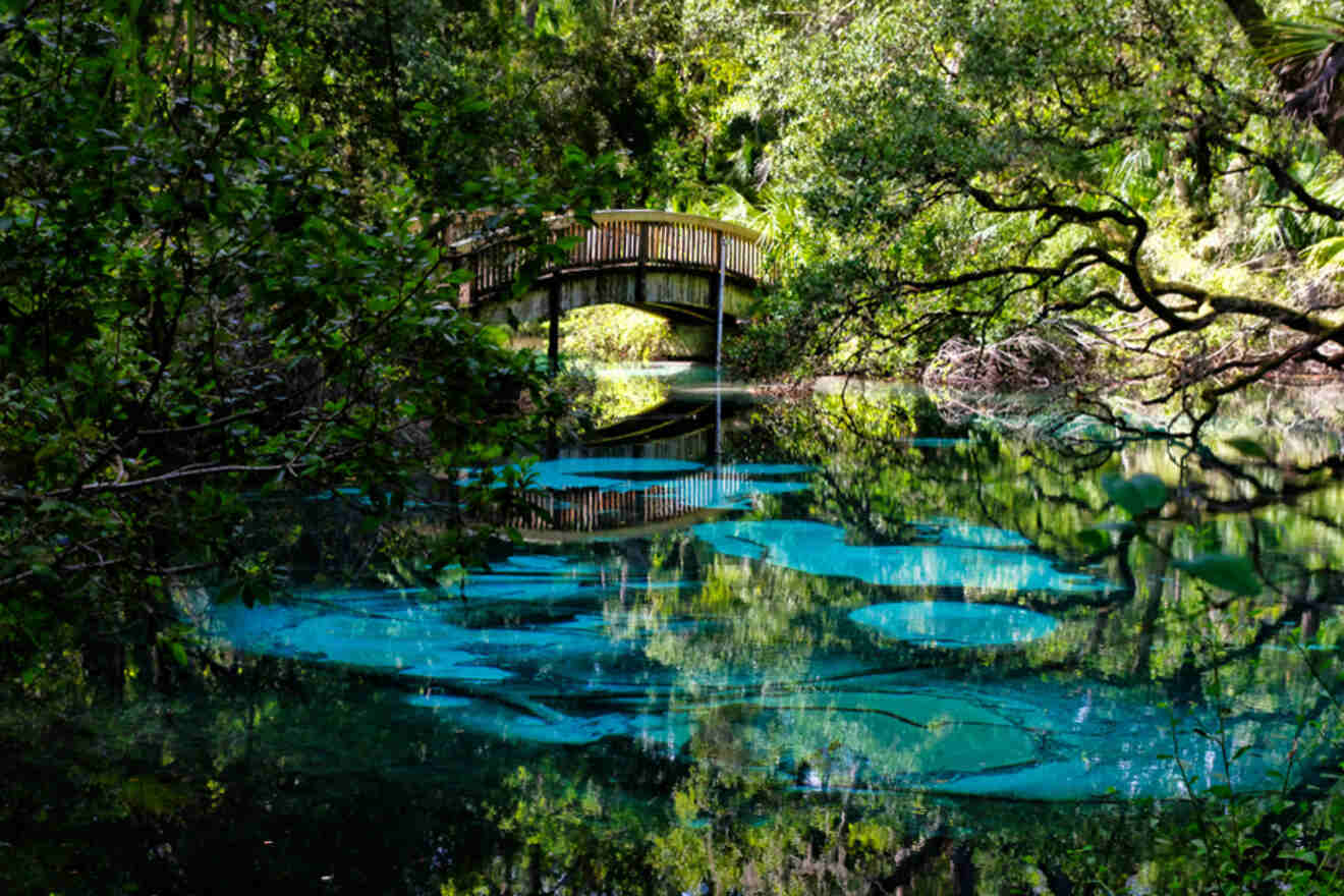 Blue waters and Wooden Footbridge in Ocala National Forest