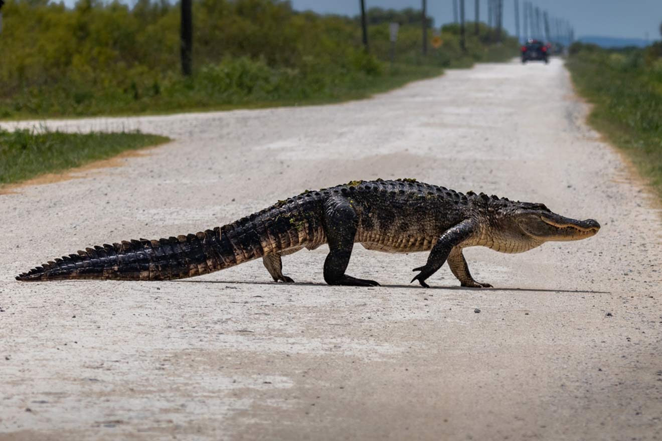 wildlife Tosohatchee 