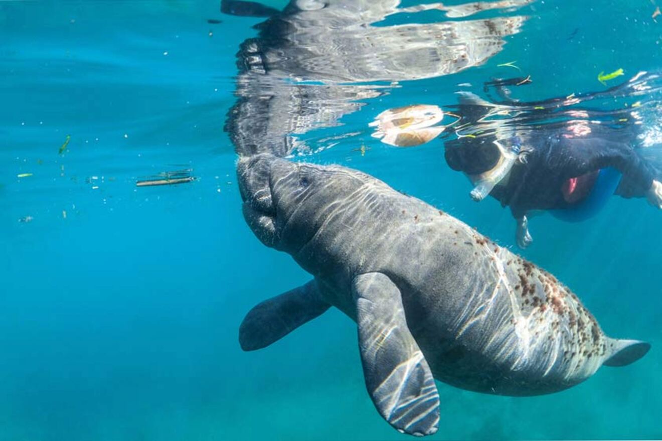 person swimming along side manatees