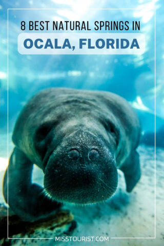image of a manatee in closeup 