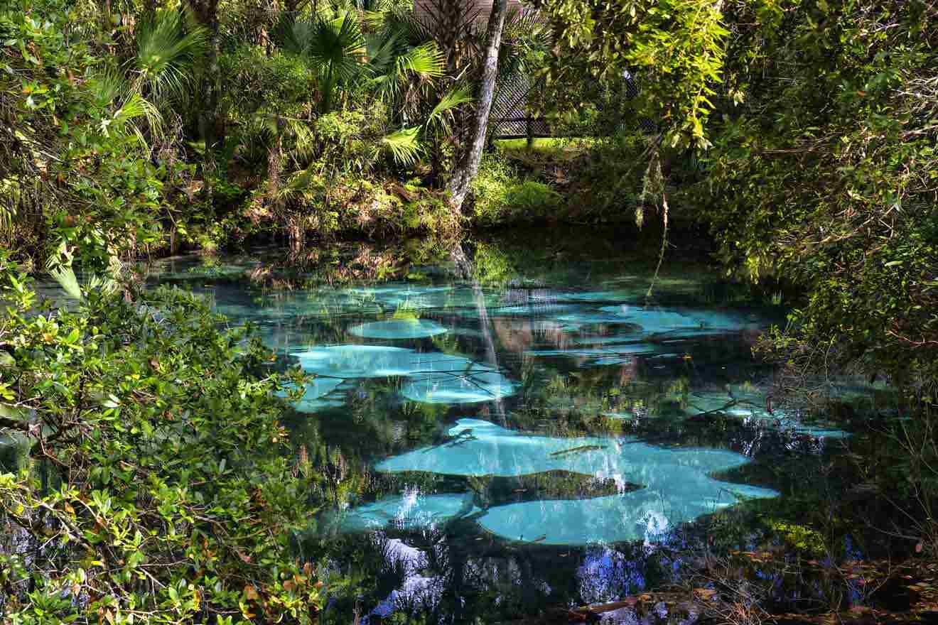 FAQ Ocala Natural Springs
