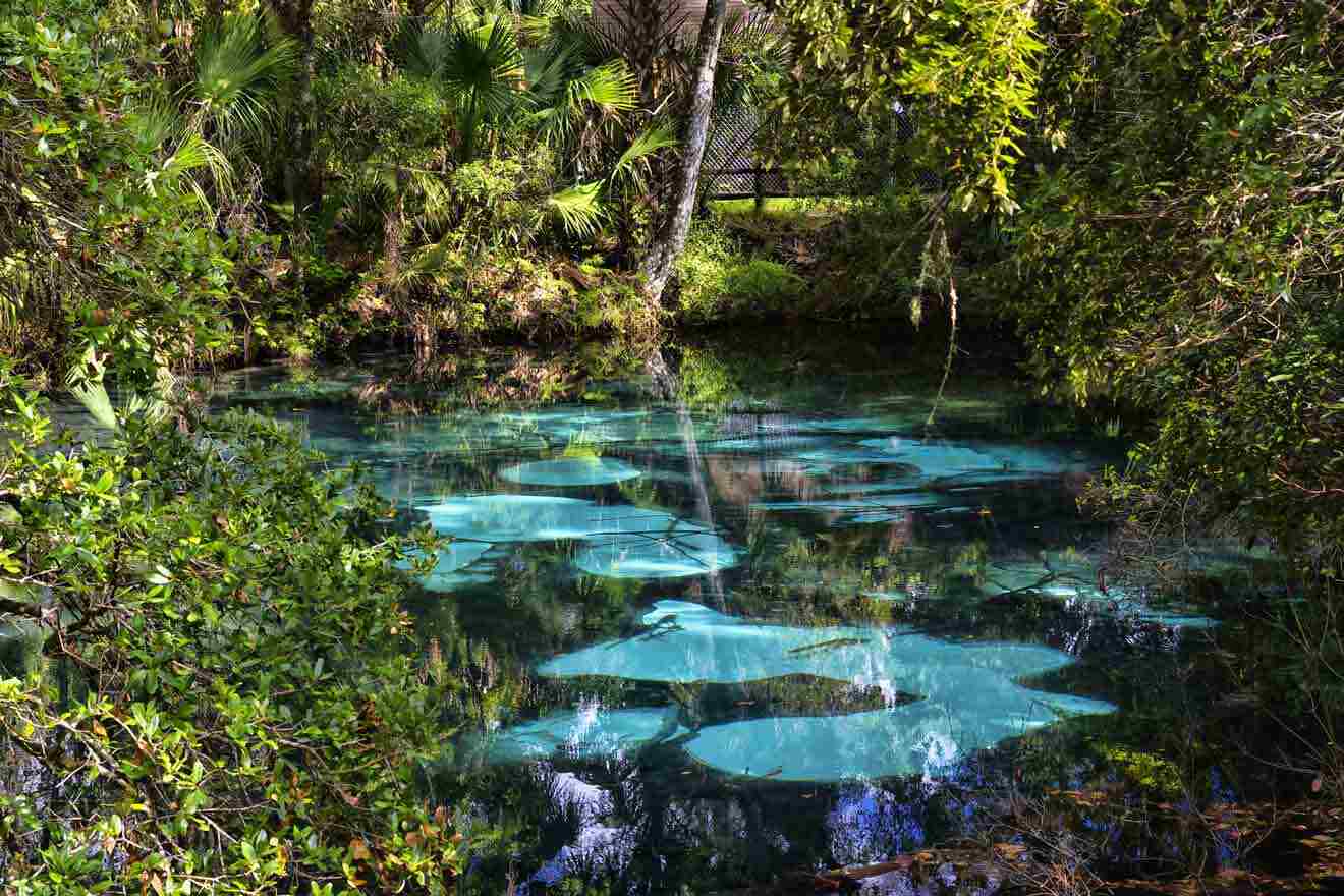 Explore Florida's Natural Springs