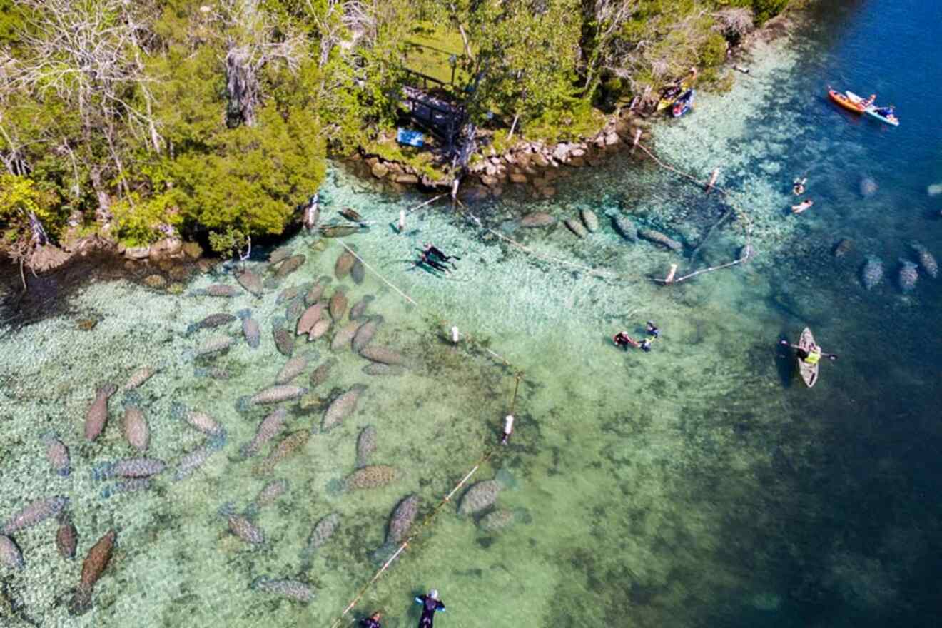 aerial view over Crystal River with kayaks, manatees and people swimming in the river 