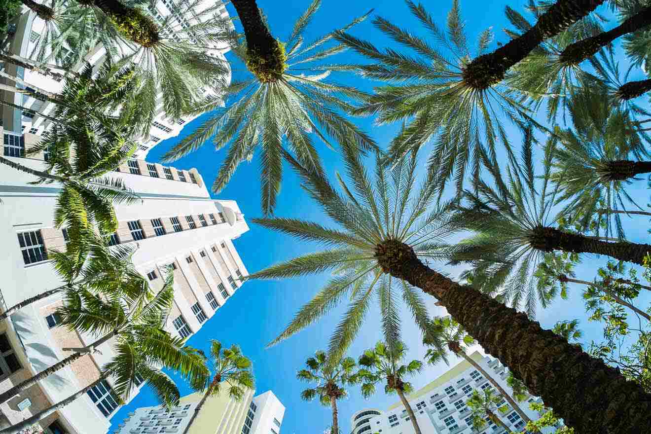 palm trees and art deco hotels in Miami
