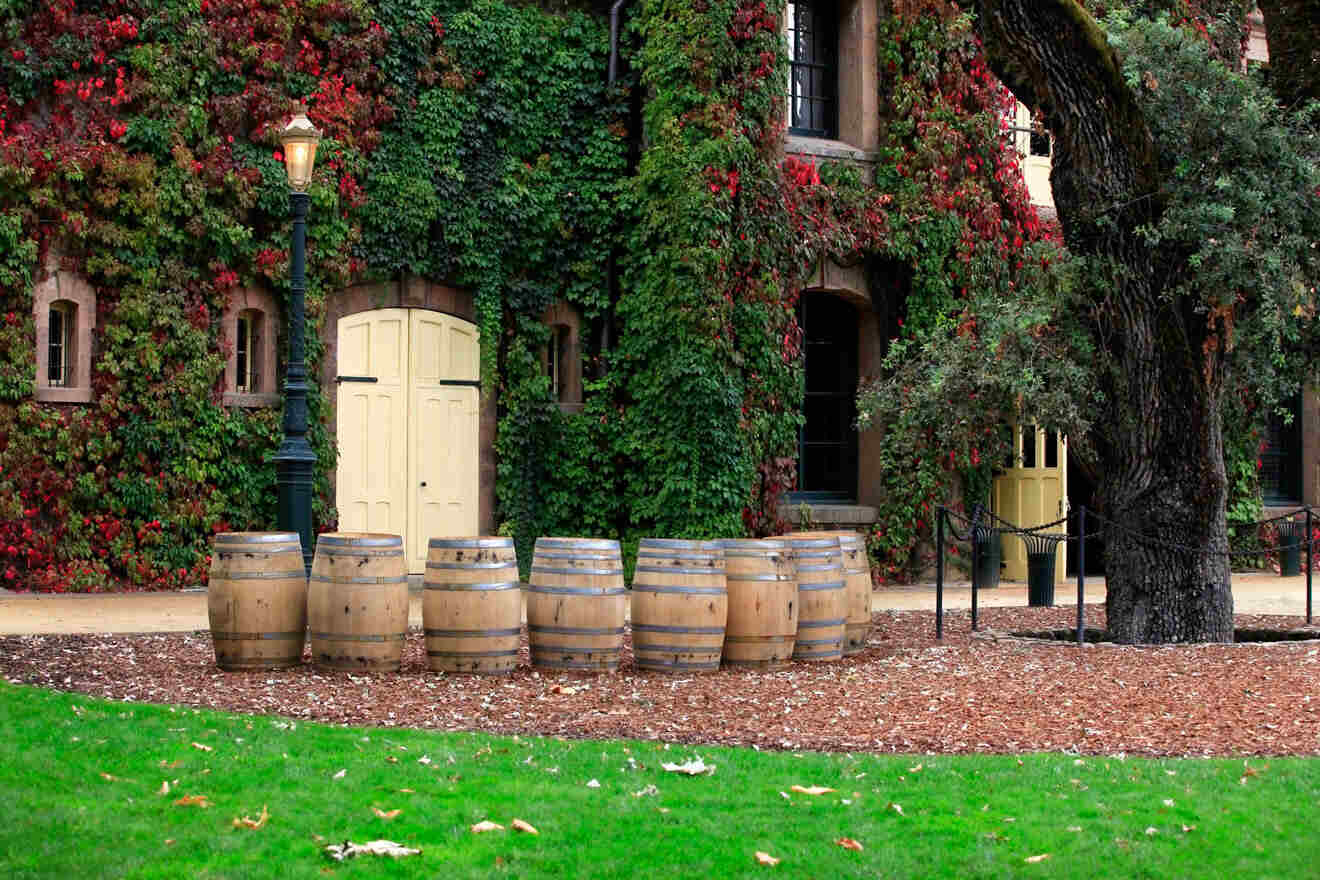 wine barrels in front of a plant covered house