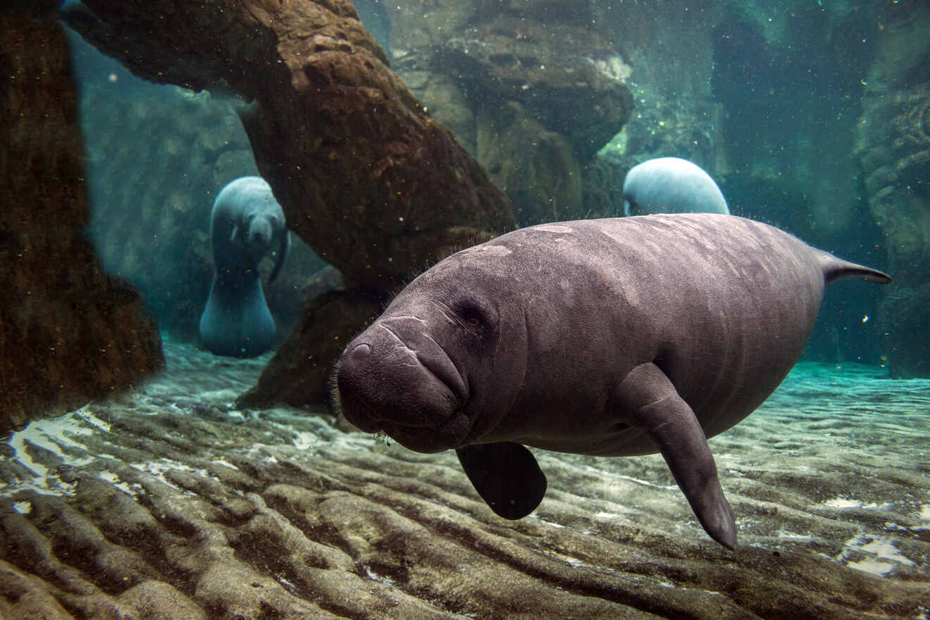 image of manatees swimming around