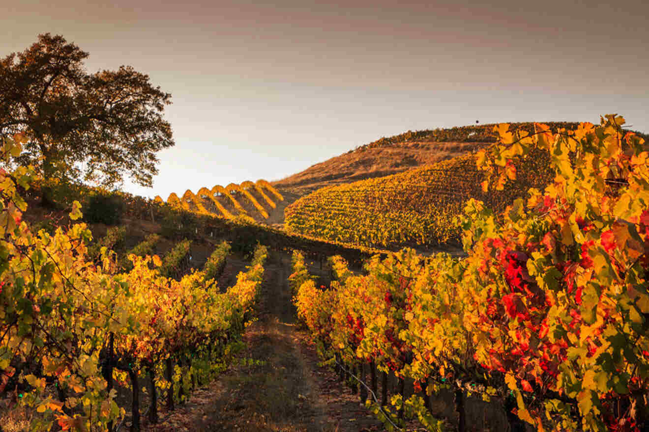 sonoma vineyard at sunset