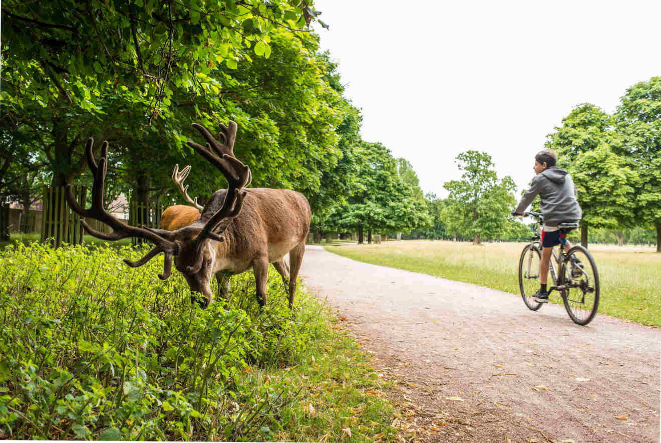 A boy riding a bicycle next to deer in Richmond Park in London