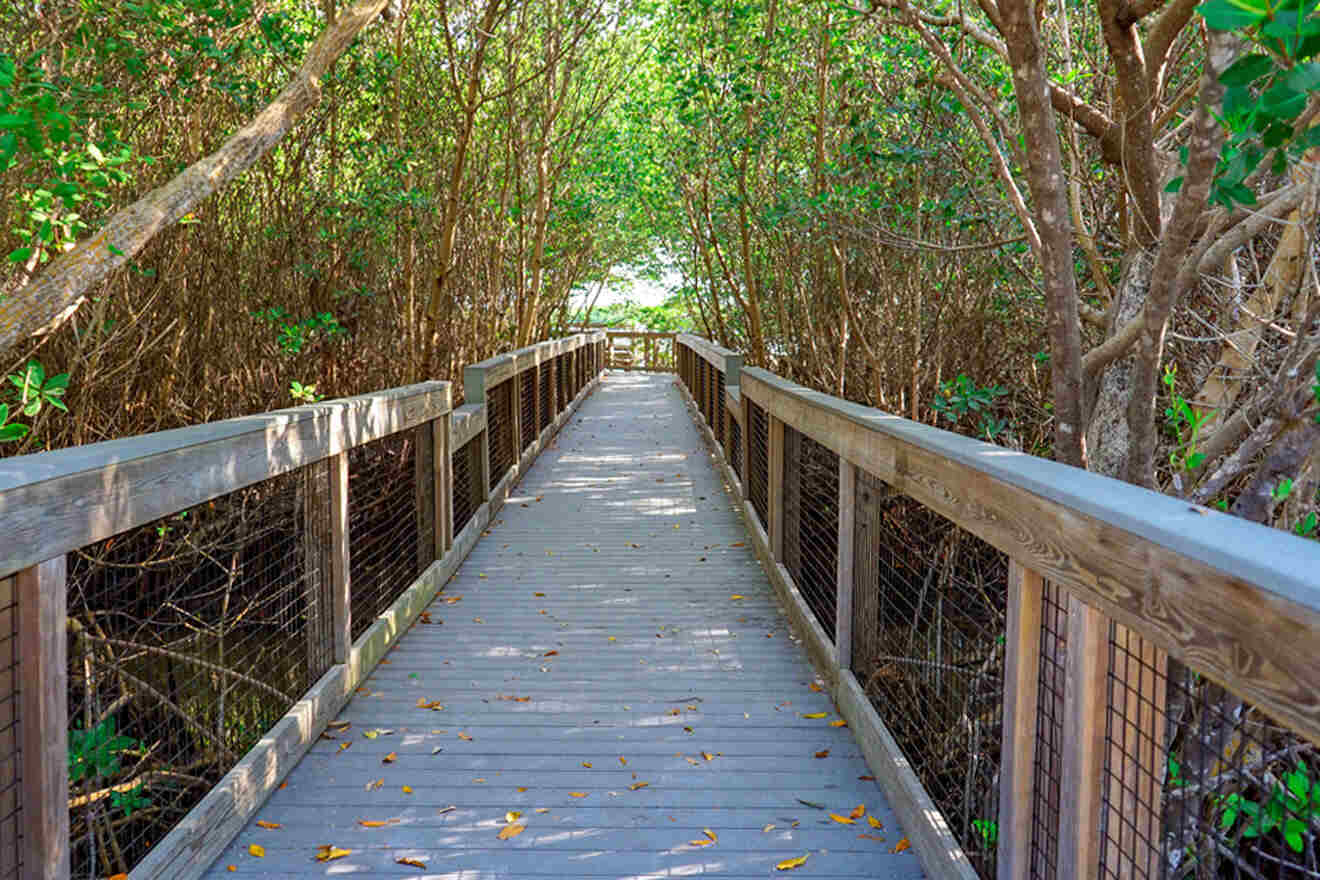 Calusa Shell Mound Trail at J. N. Ding Darling National Wildlife Refuge