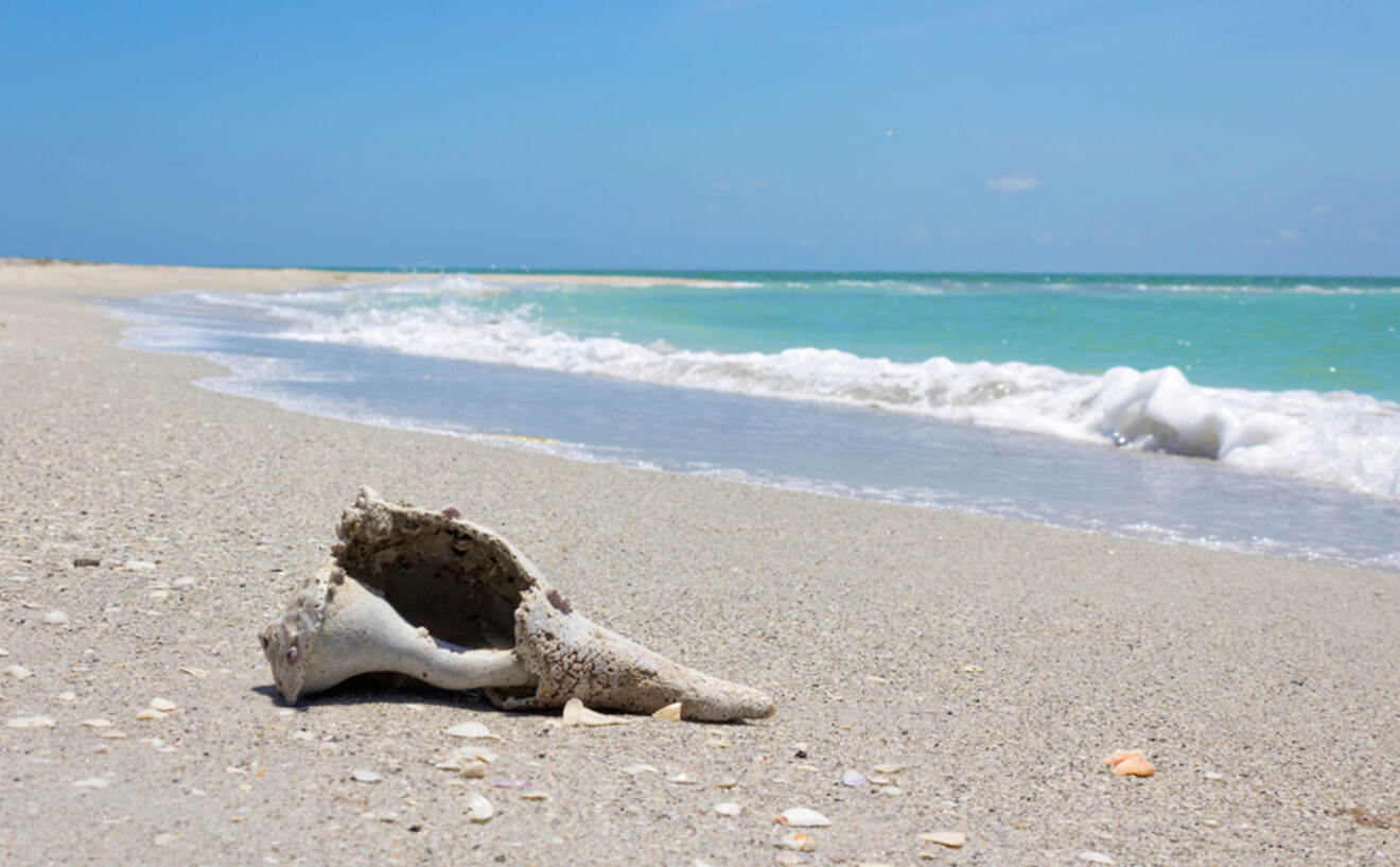 empty shell on a beach