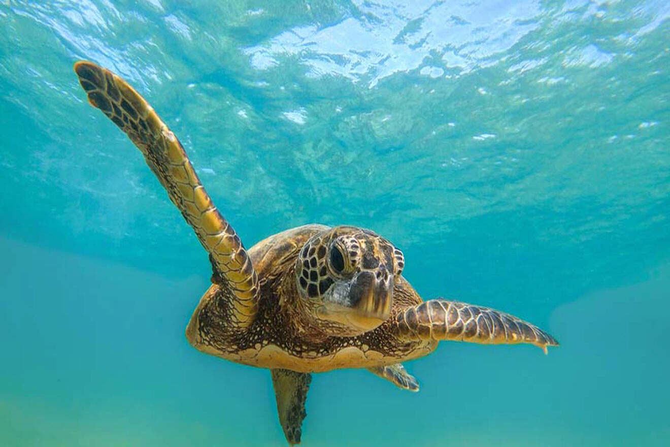 Hawaiian green sea turtle swimming 