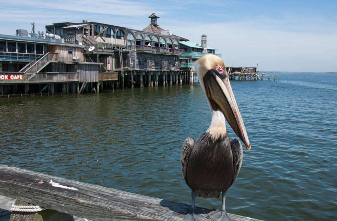 Close-up view of a brown pelican at the dock