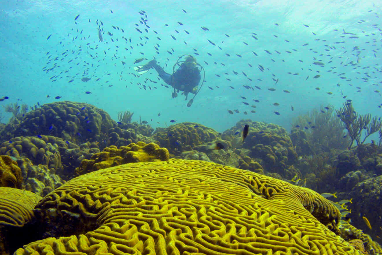 Snorkeler swimming in Pickles Reef surrounded by fish