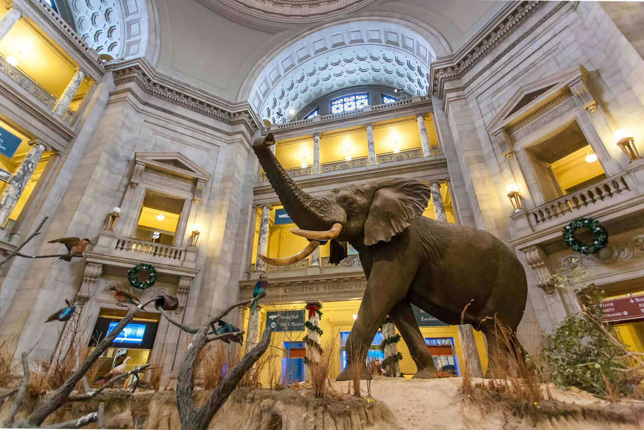 An elephant at the Smithsonian National Museum